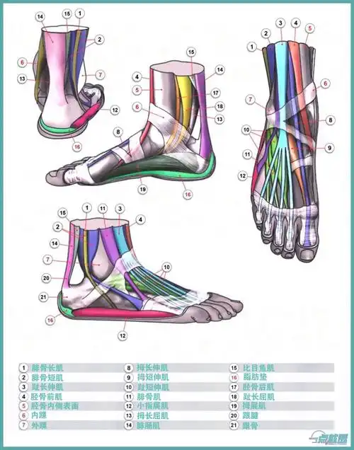 广州校考画室速写教程:脚的肌肉与骨骼