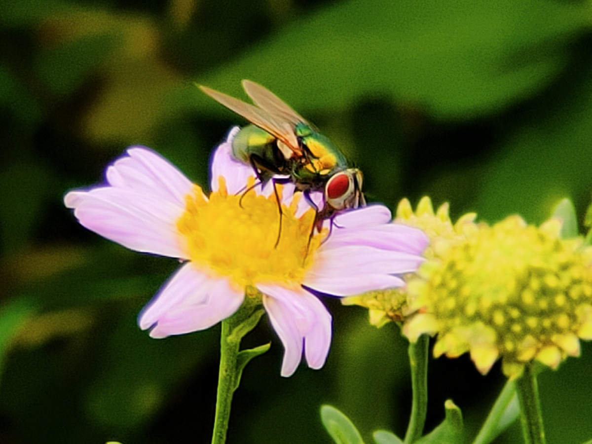 这么看起来苍蝇也是有几分可爱的啊