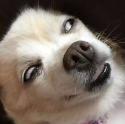 汪星人翻白眼 - 一组傻狗逗比眼神表情包_汪星人_斗图表情