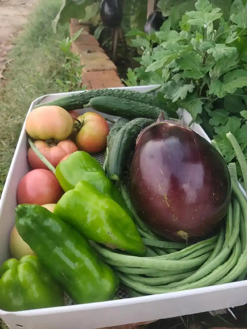 每天一筐新鲜瓜果蔬菜#自己种的纯天然的绿色蔬菜 #新鲜采摘  - 抖音