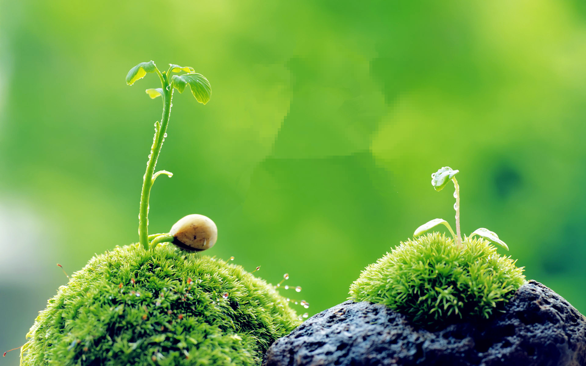 好看清新的绿色风景壁纸 第一辑