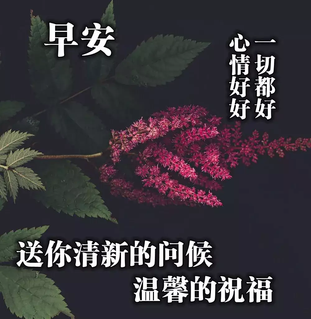 微信早晨好图片带问候语星期三早安祝福语表情带句子