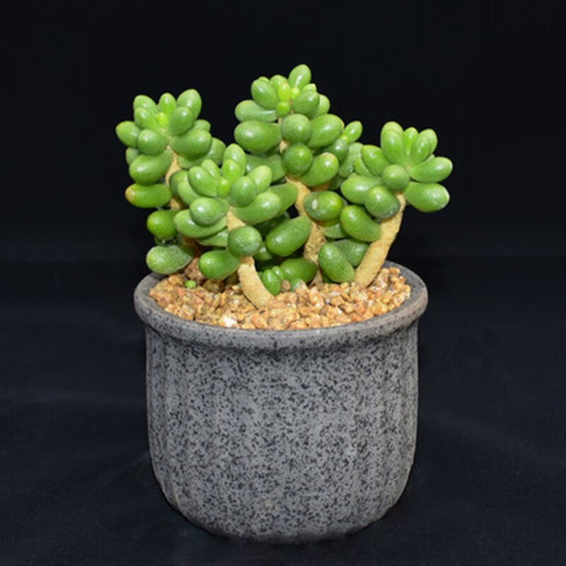 满柚春绿龟之卵 悬崖妖桩多肉植物 室内书桌群生木质化好养易活老桩