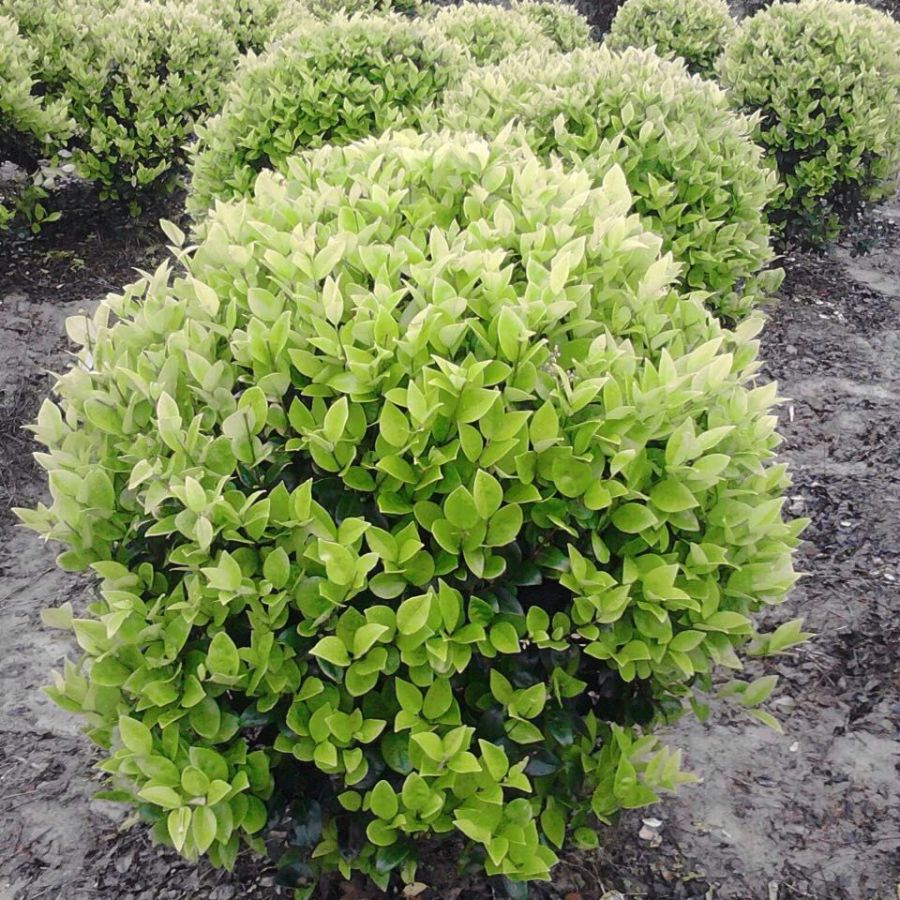 冠幅1米金森女贞球金森女贞球价格