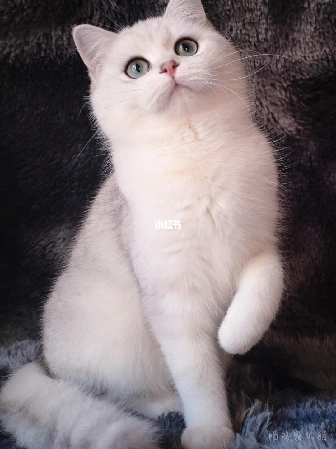 英短银渐层妹妹_英短_英短银渐层_宠物_猫