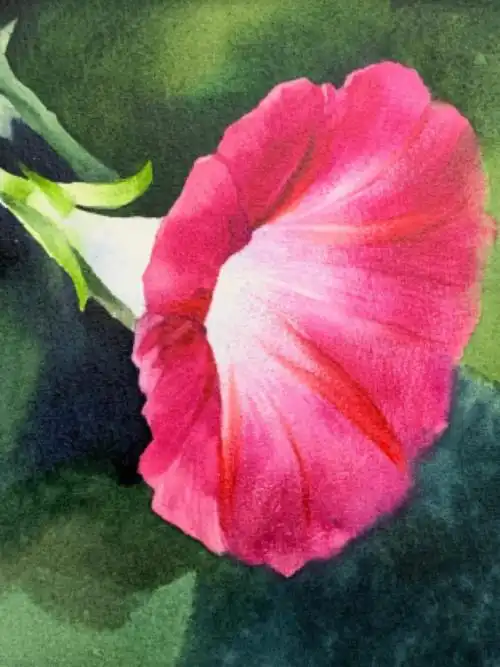 水彩植物花卉 | 牵牛花(附步骤图)