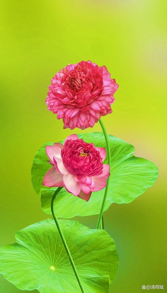 清荷札记——你若心静,福气自来