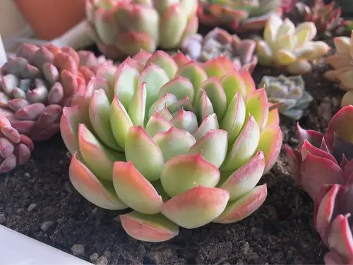 来自美国加州肉友半年多肉汇报