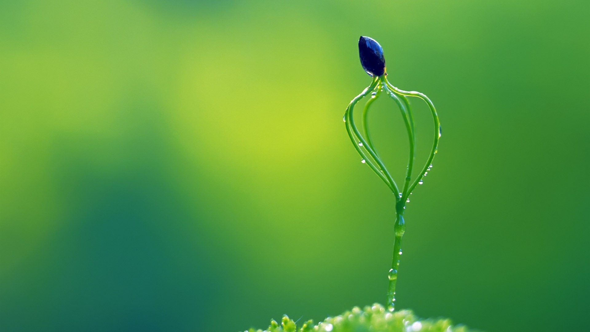 护眼桌面高清壁纸之绿色清新高清大图预览1920x1080_风景壁纸下载_美
