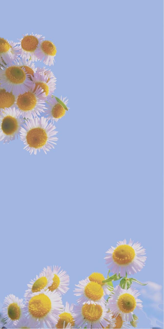 小雏菊高清壁纸图