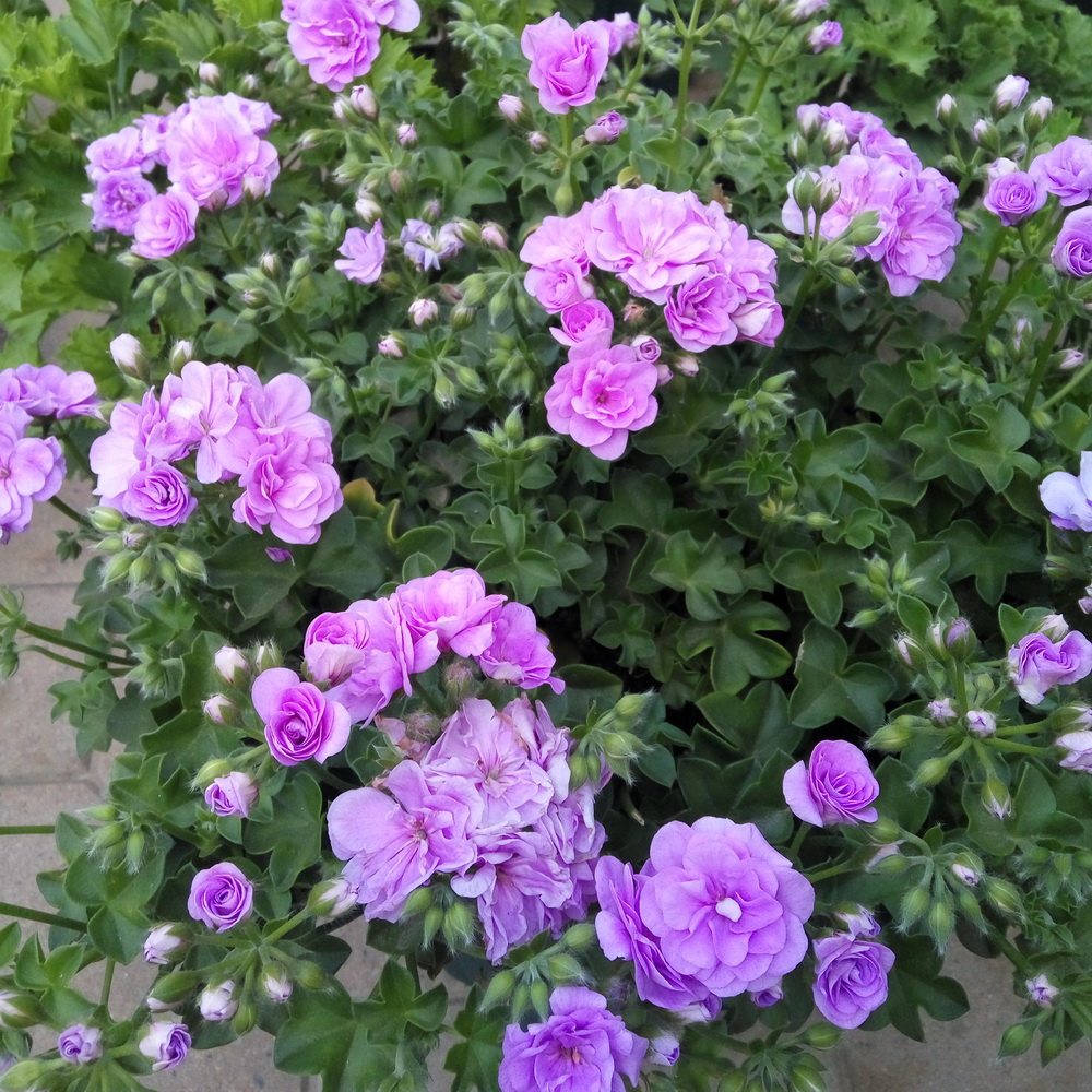 垂吊重天竺葵花花苗夏日玫瑰丁香室内盆栽花卉时令草本花卉