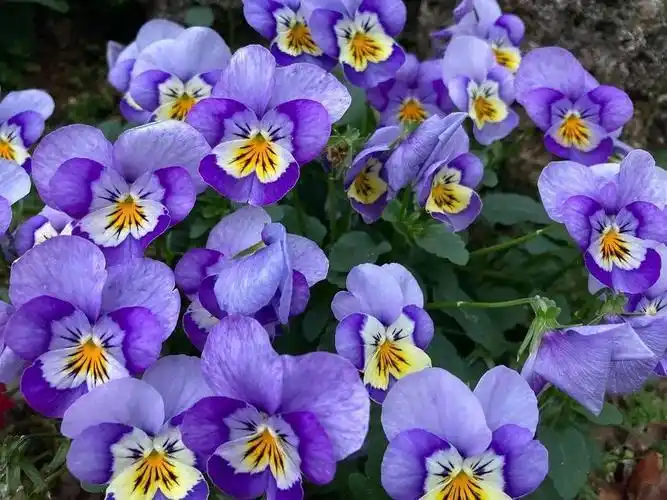 三色堇花朵(一花三色,四季花开不断) - 彝家农业网