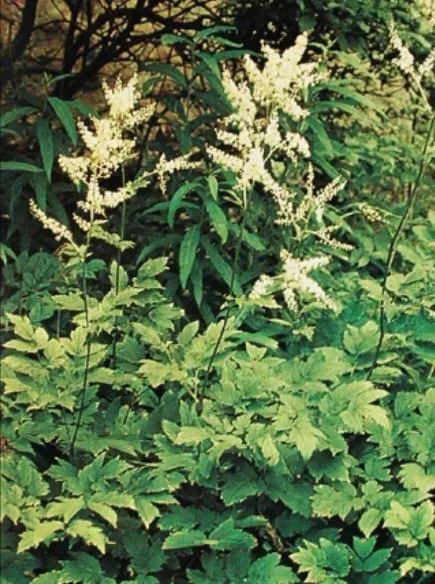 每天最少学一味中药-升麻