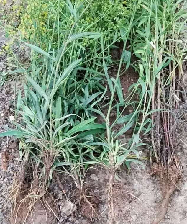 图40:柳顺乡目前柴胡大小