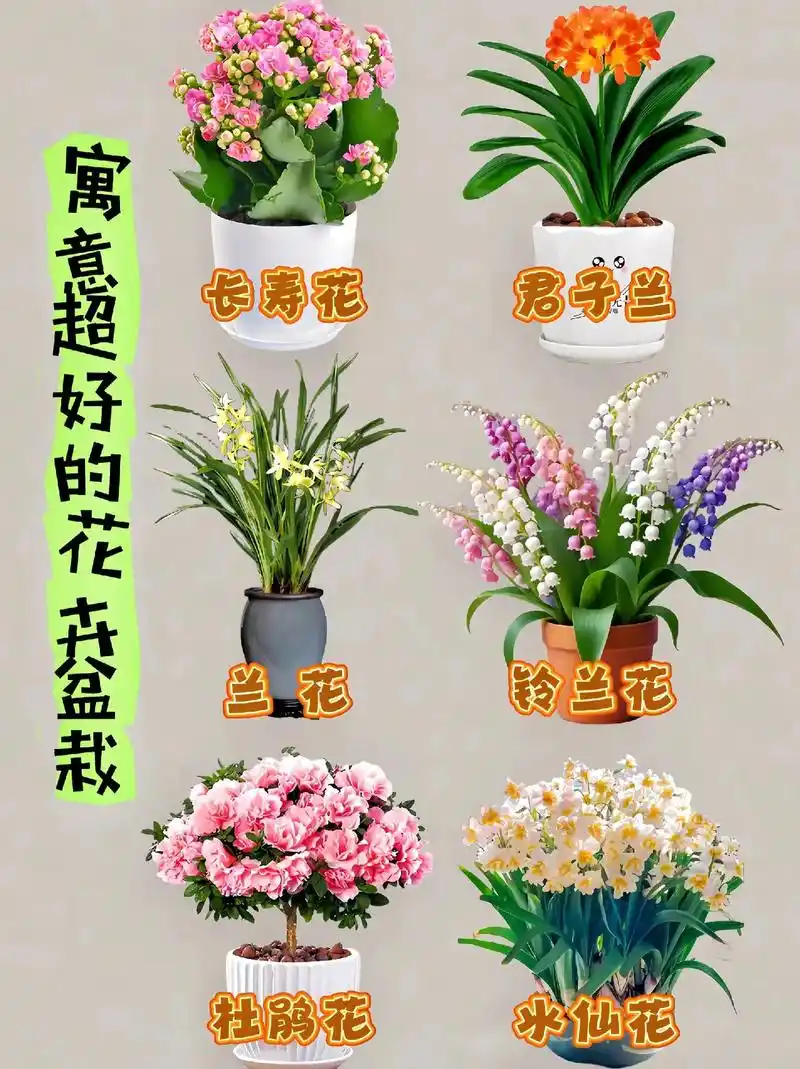 《寓意超好的花卉盆栽》寓意超好的6款花卉盆栽分享给大家,喜欢