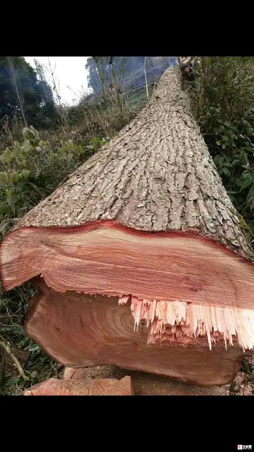 大量采购红椿原木2.65米30以上的