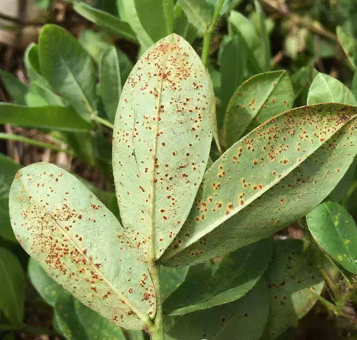 如何辨别花生病虫害看图就行了附用药配方