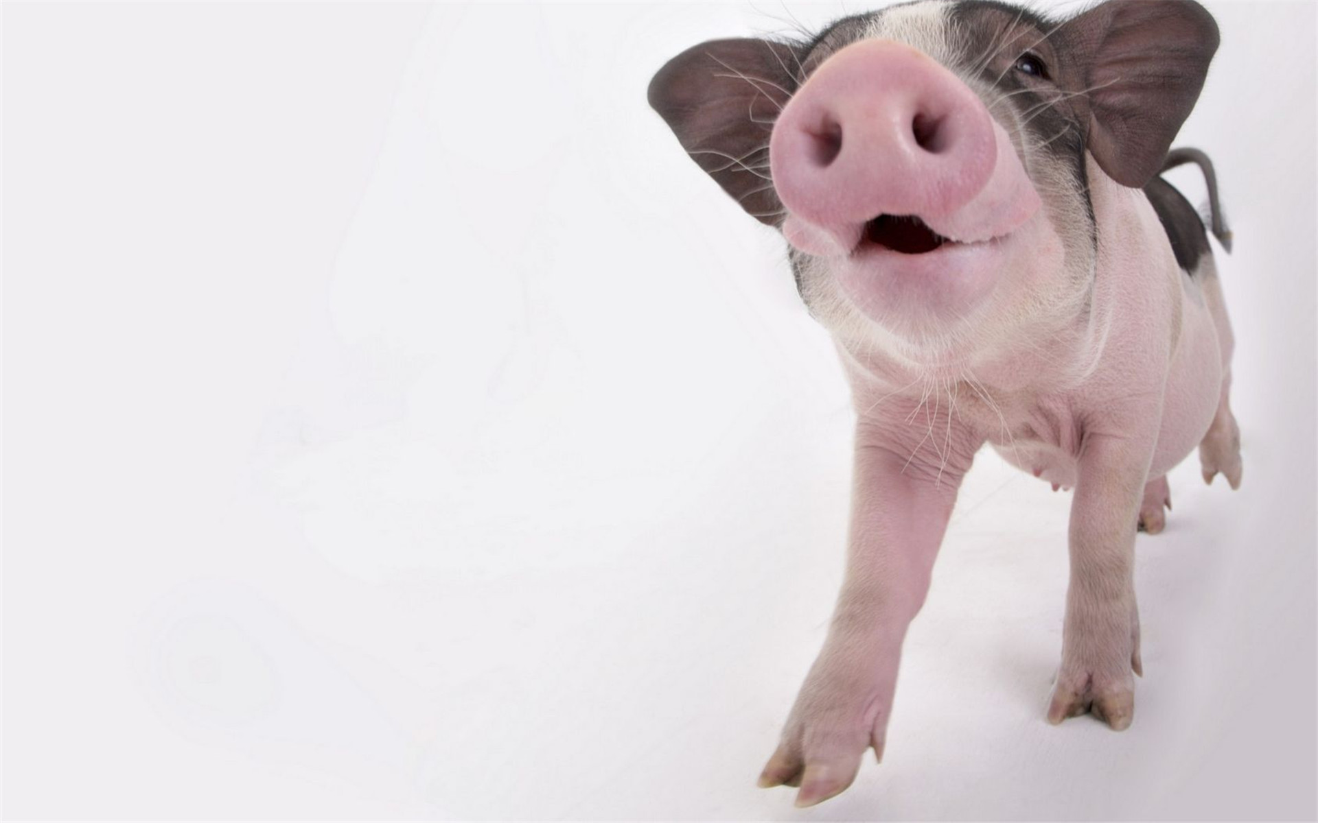 精选可爱的小猪图片高清特写电脑桌面壁纸下载