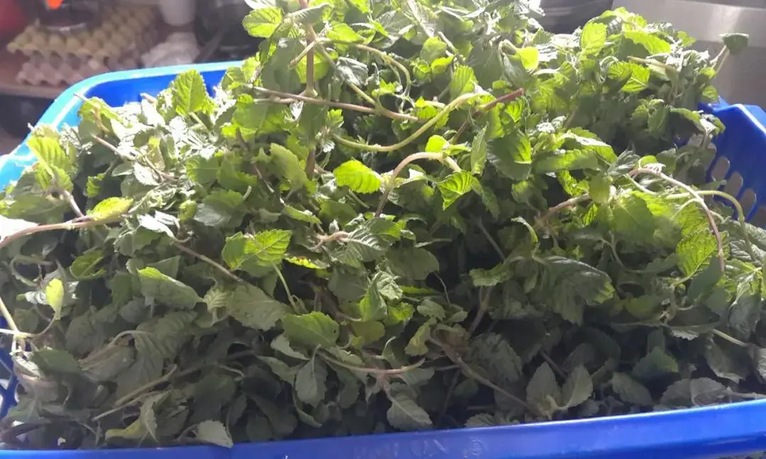 长得像薄荷,用来做凉粉是一绝,民间俗称"烧仙草",晒干15元/斤