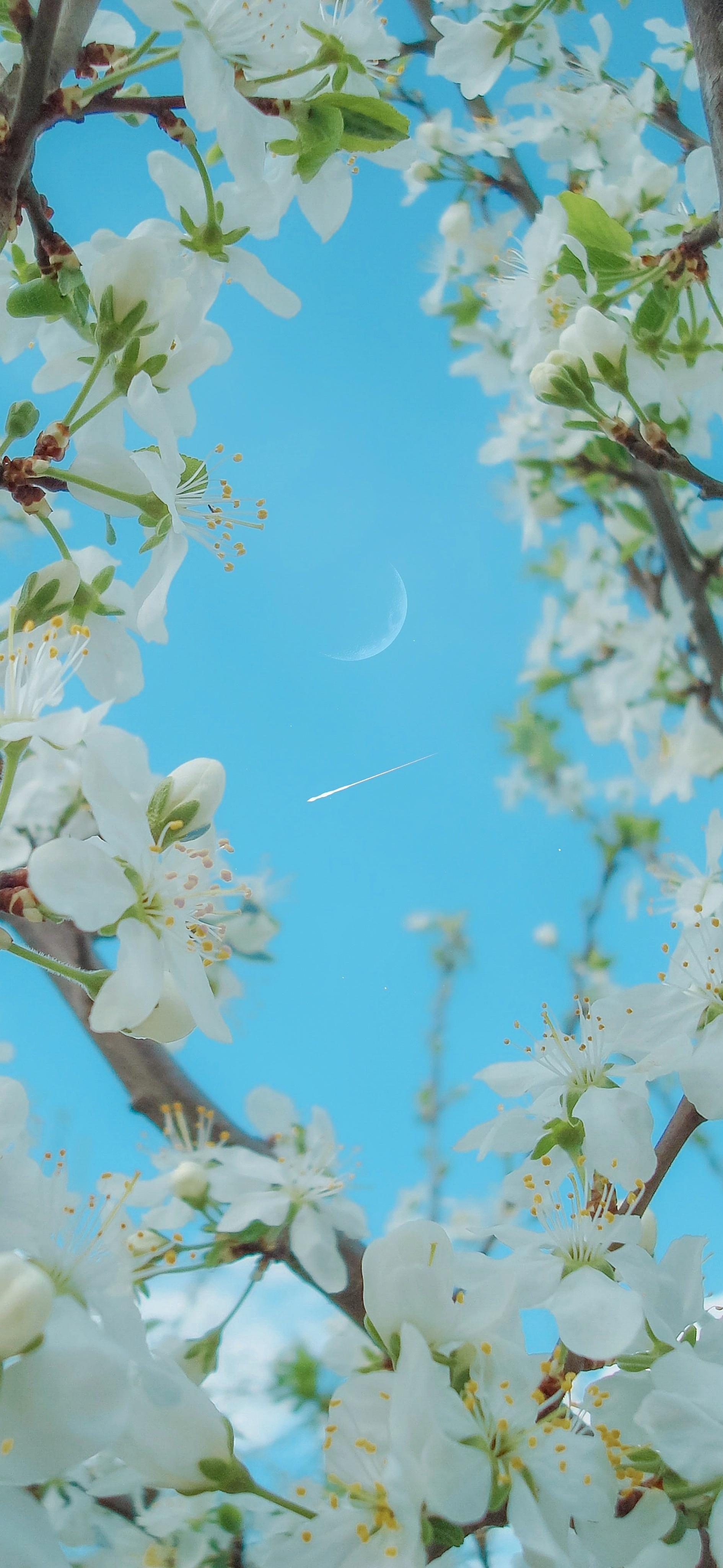 2021最潮手机壁纸最流行好看的女生iphone锁屏壁纸高清