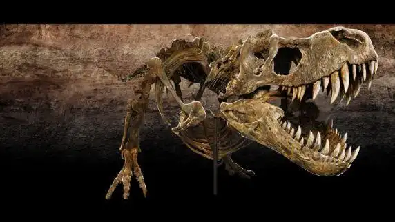 那些有名得霸王龙化石#侏罗纪 #霸王龙 #恐龙 #化石