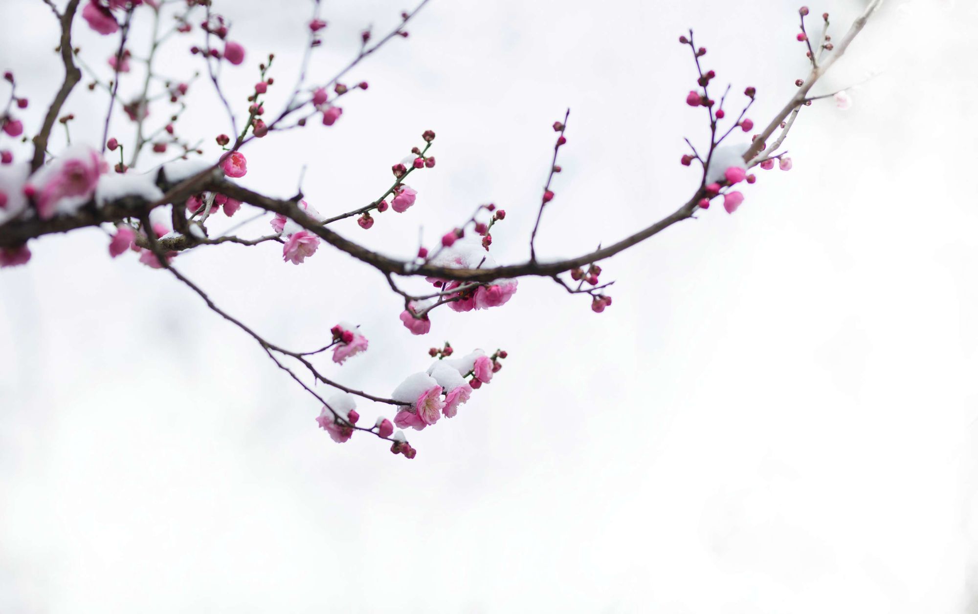傲雪寒梅吐芬芳
