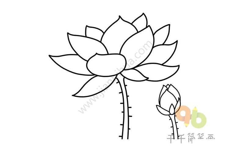 简笔画图片植物简教程植物花朵简笔画荷花简笔画画法荷花简笔画怎么画