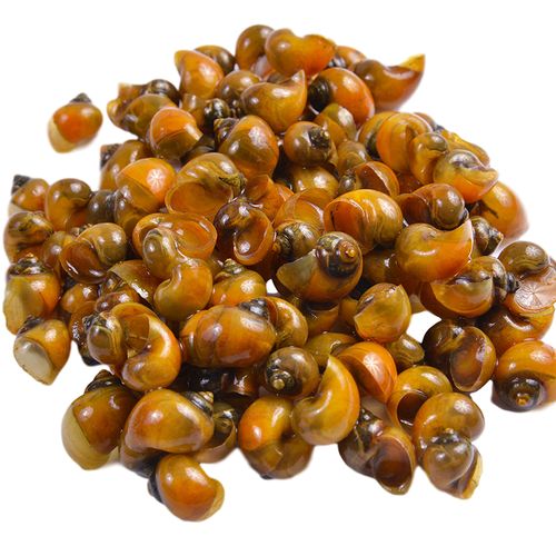 黄金螺邮吃清理蜗牛洁水清洁淡水屎螺苹果螺包螺