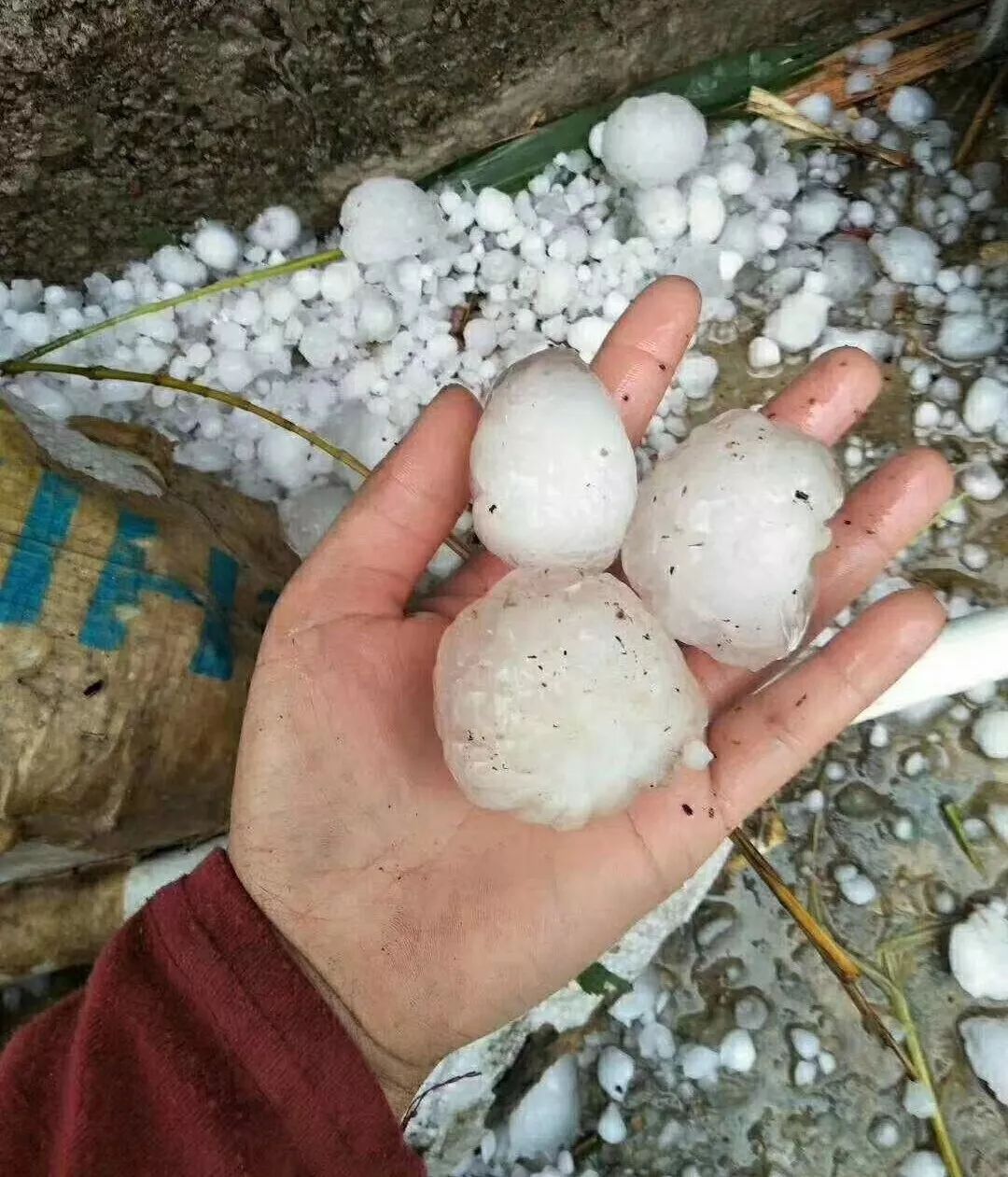直击现场!广西,广东现罕见大冰雹,多种农作物受损严重