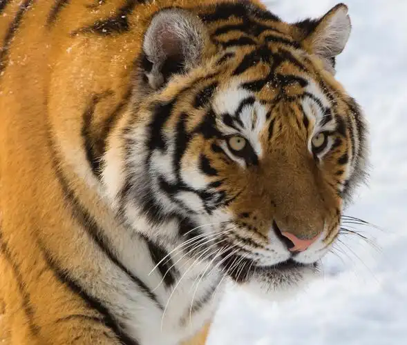 中国虎乡一一东北虎