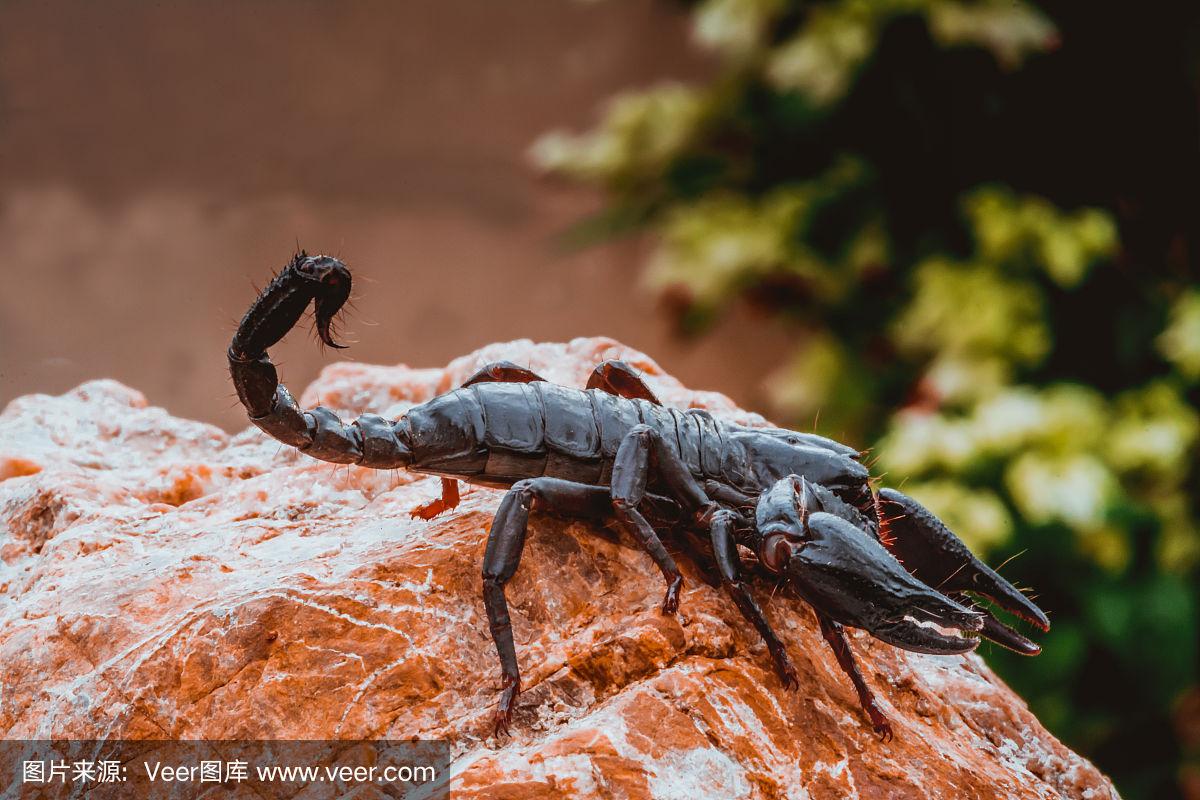 一只黑蝎子在自然界的野生动物生活在森林的大石头上