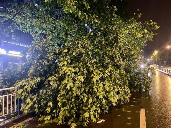 昨夜,你被大风吹醒没?