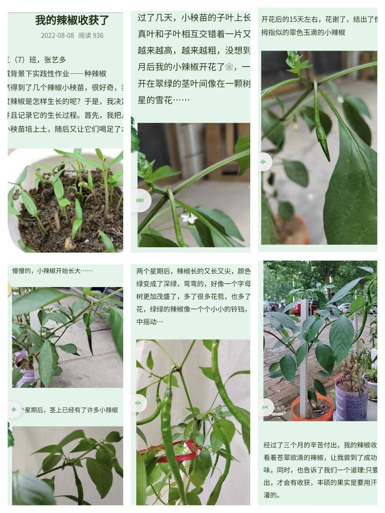 看,张艺多同学的小辣椒长得生机勃勃,大获丰收了.