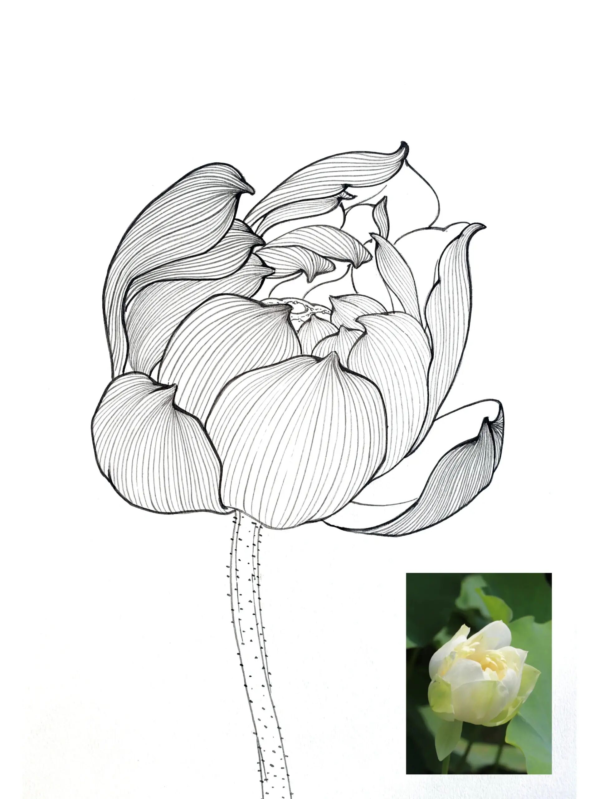 老罗国画:荷花白描系列no.3 原创图像,喜欢的自取.都是同道,不必客气.