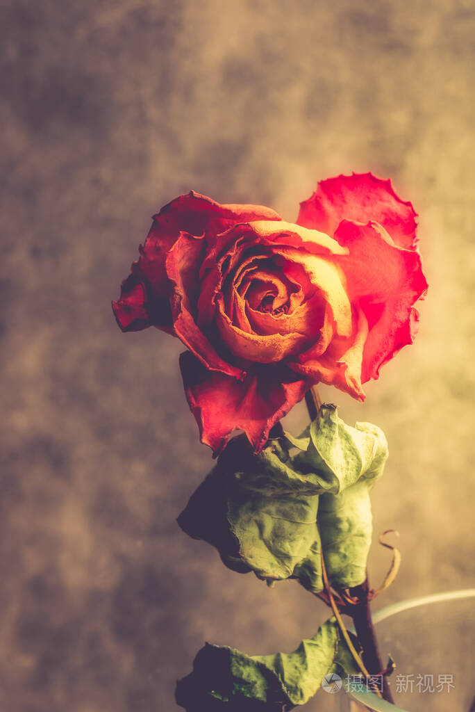 干橙玫瑰美丽的凋谢的花