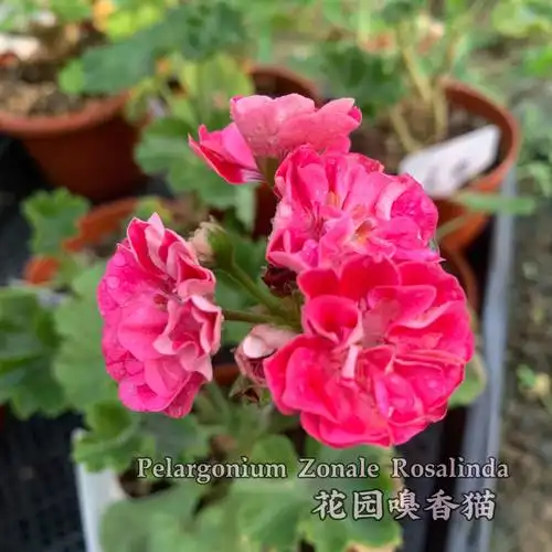 直立天竺葵品种推荐罗莎琳达