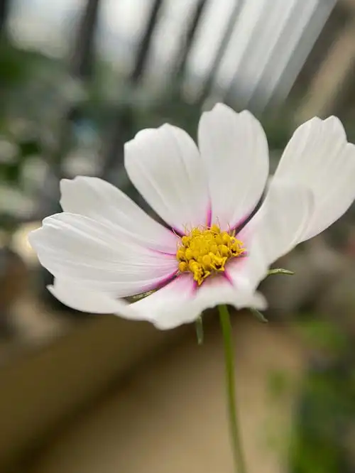 播撒的种子之波斯菊格桑花