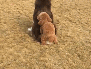 妹子你慢点晃要溢出来了动图别再看了你用不到的