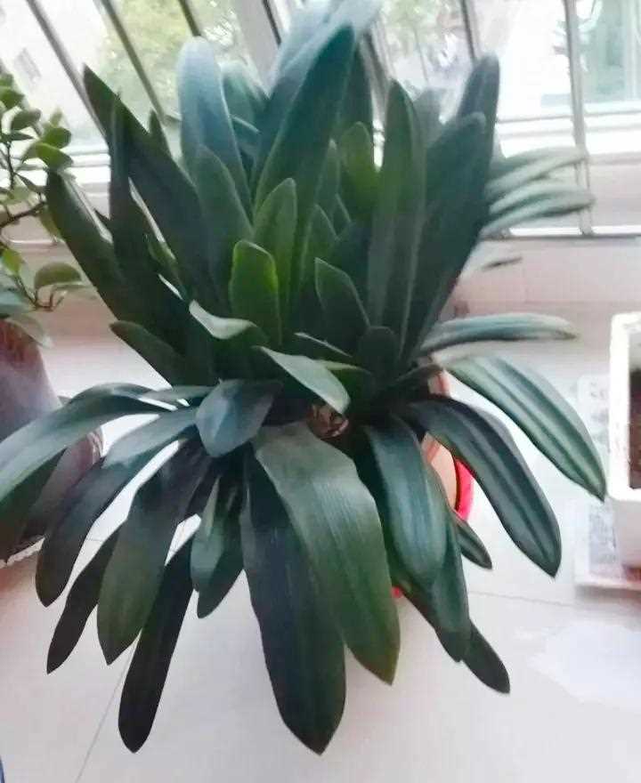 [赞同] [浪] 叶子 美 君子兰长成群兰 油亮厚实的大叶片[你懂的] 四季