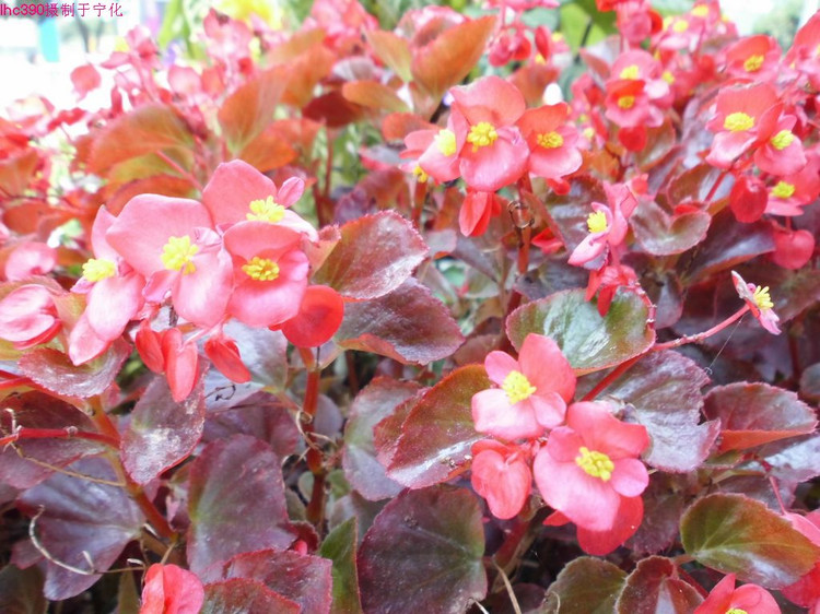 展开全部 四季海棠,又名四季秋海棠,有红叶的品种