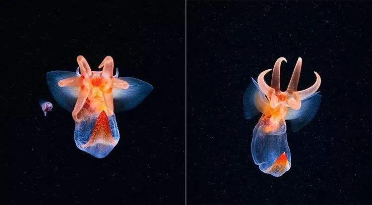 海洋最美生物冰海天使