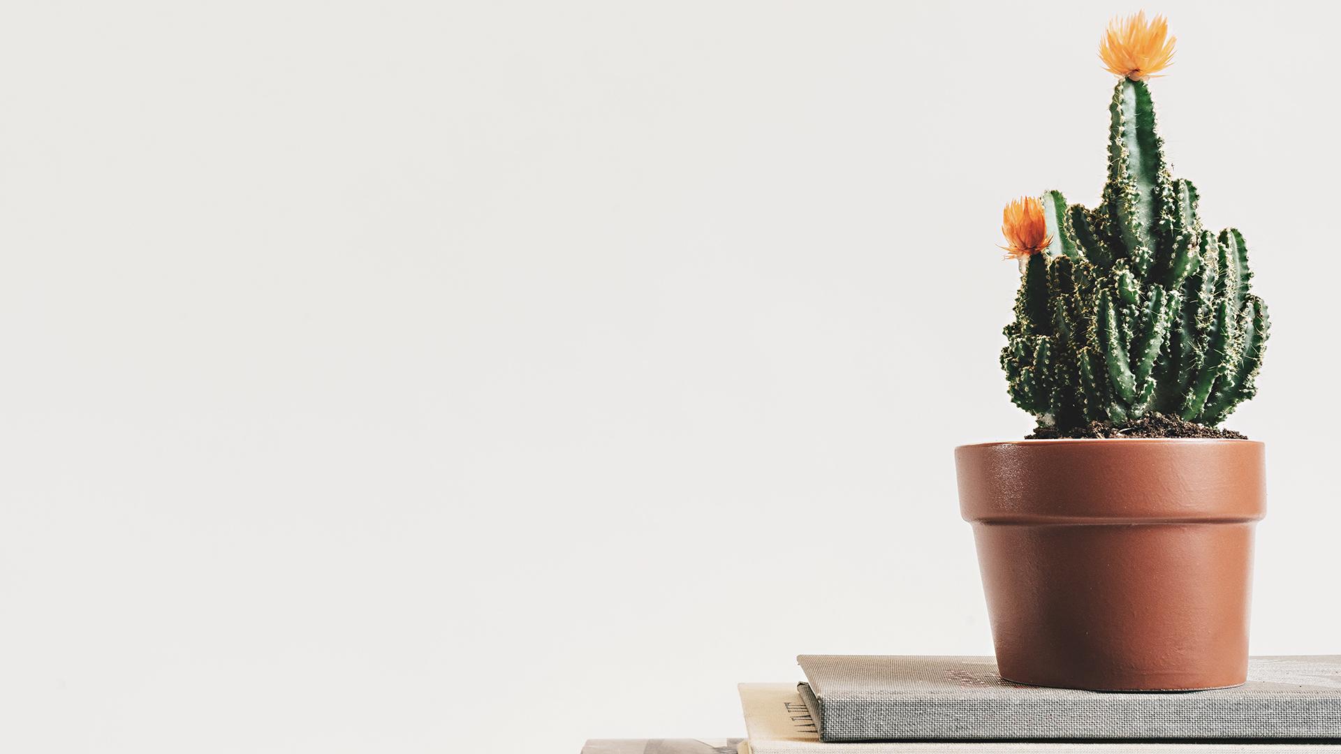 简约唯美电脑壁纸,你值得拥有 - 知乎