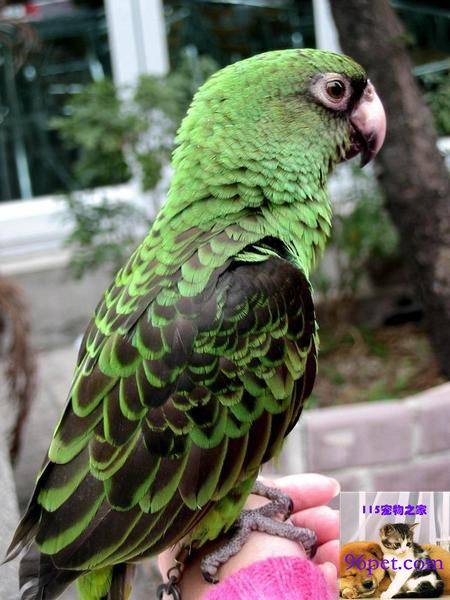 黑翅贾丁氏鹦鹉品种介绍