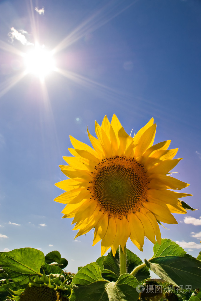 向日葵和太阳