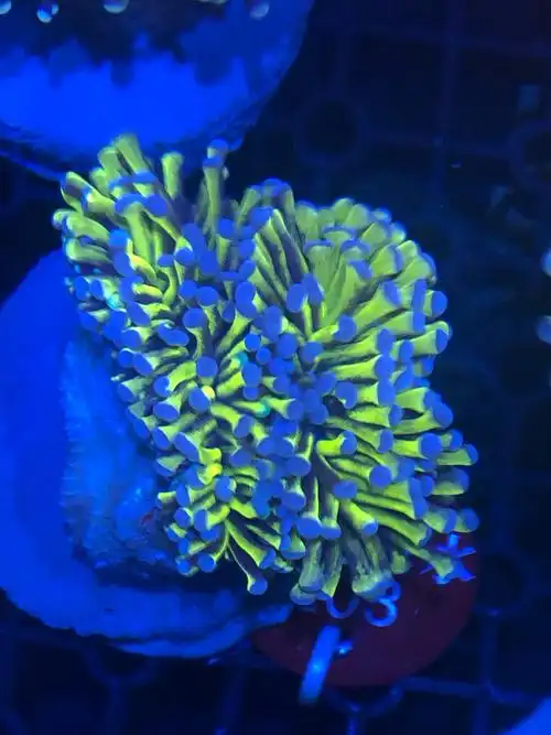 南城海水各种精品珊瑚 库存爆仓