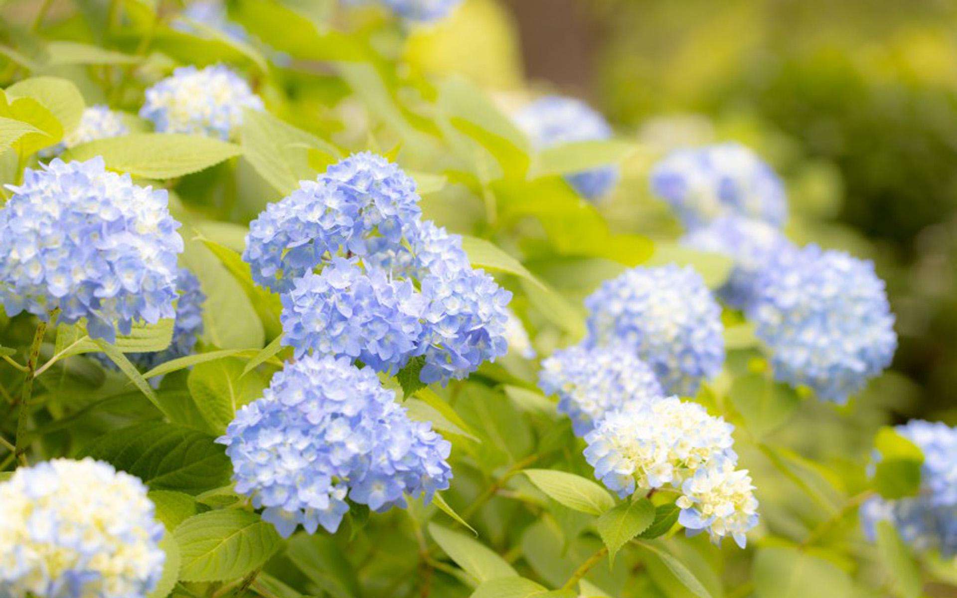 唯美淡雅的绣球花桌面壁纸