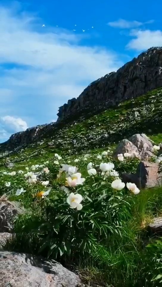 春风一笑百花开 人间美景胜仙境