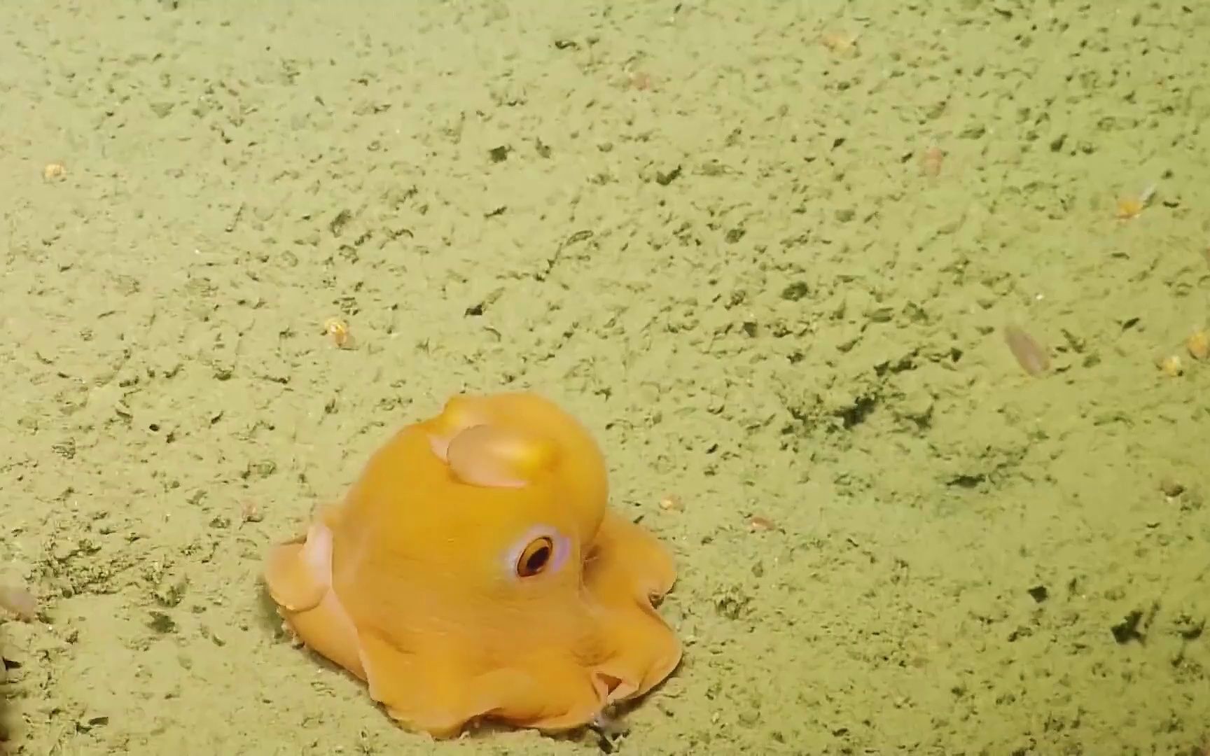 【小飞象章鱼】深海里可爱的小家伙.生活在3千米的海底