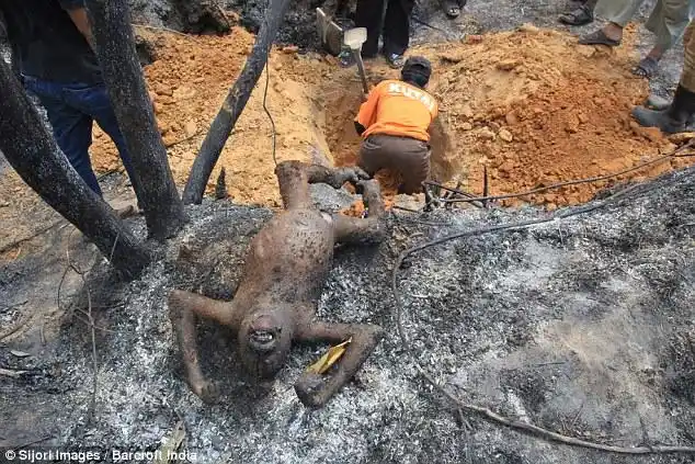 印尼发生森林大火三只猩猩被烧死图