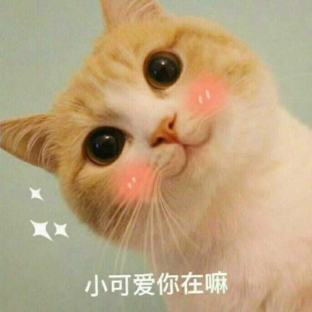 小可爱你在嘛(猫咪)_猫咪_小可爱表情